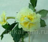  Yellow English Rose