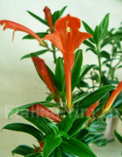  C. Fujiyama 