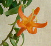 Колумнея C. Hirsuta