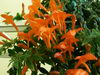Колумнея C. Orange Sherbet