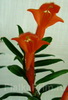 Колумнея C. Vulcan Cracatha