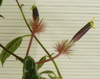 Колумнея C. teuscheri (tricantha)