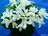 Фиалка Lunar Lily white