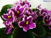 Фиалка Optimara Ever Love