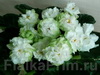 Фиалка Spring Rose