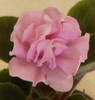 Фиалка Nosegay Pink