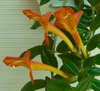 Колумнея C. California Gold