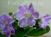 Фиалка РС-Сиреневый Мираж