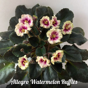  Allegro Watermelon Ruffles 