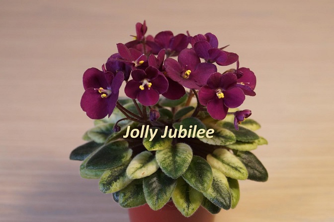  Jolly Jubilee 