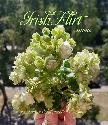  Irish Flirt  