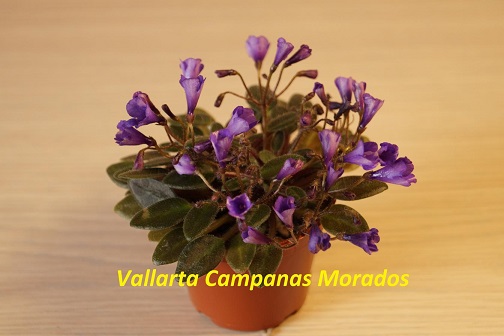  Vallarta Campanas Moradas 