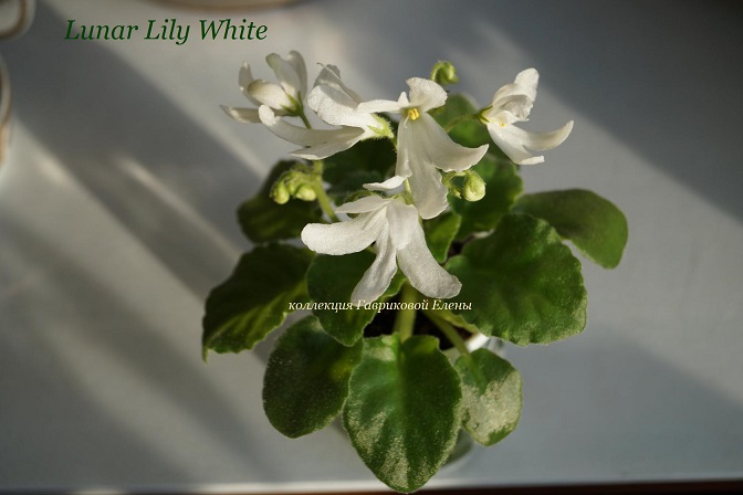  Lunar Lily white 