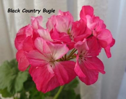  Black Country Bugle 