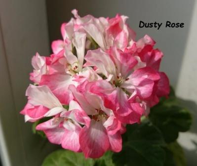  Dusty Rose 