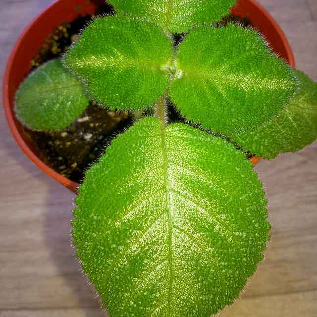  Lilacina viridis 