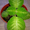 Эписция Lilacina viridis