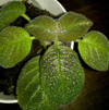 Эписция Lilacina lemon