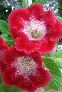 Глоксиния Tigrina Red