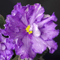 Фиалка DN-Fleur