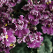 Фиалка Jolly frills
