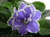 Фиалка Caribbean Blue