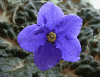Фиалка Kentucky Blue Bonnet