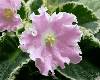 Фиалка Pink Sensation