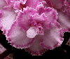 Фиалка Tomorrows Pink Ice