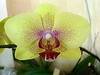 Орхидея Фаленопсис гибридный
