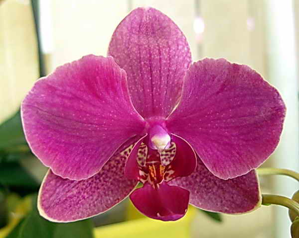 Орхидея Фаленопсис гибридный 