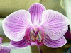 Орхидея Фаленопсис гибридный