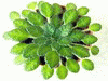  Petrocosmea Rosettifolia