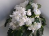 Фиалка Cajun's Queen's Lace