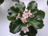Фиалка Emerald Pink