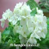 Фиалка АВ-Выпедрёж
