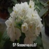 Фиалка БР-Кохана