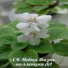 Фиалка СК-Новая Жизнь