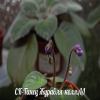 Фиалка СК-Танец Журавля