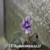 Фиалка СК-Осминожка