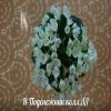 Фиалка Н-Подснежник