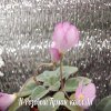 Фиалка Н-Розовый Туман