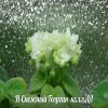 Фиалка Н-Снежный Георгин