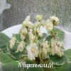 Фиалка Н-Радость
