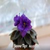Фиалка Н-Винни Пух