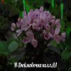 Фиалка Н-Дюймовочка