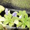 Фиалка Н-Нейтири
