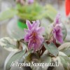 Фиалка Ле-Розовый Каскад