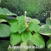 Фиалка Ле-Лунная Радуга