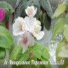 Фиалка Ле-Миндальное Пирожное